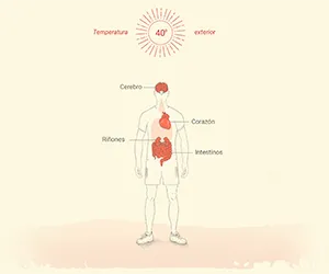 Alertas sanitarias calor