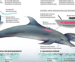 Espiar el fondo marino