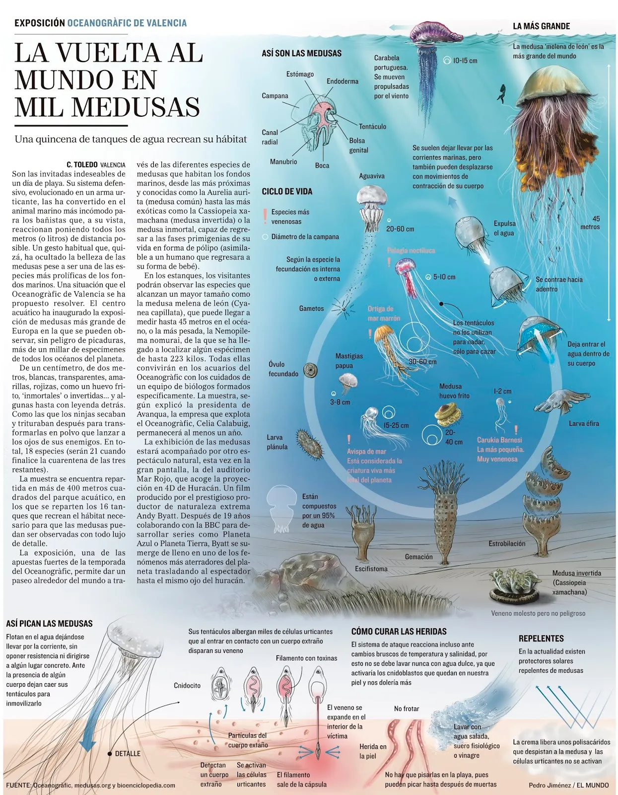 Medusas