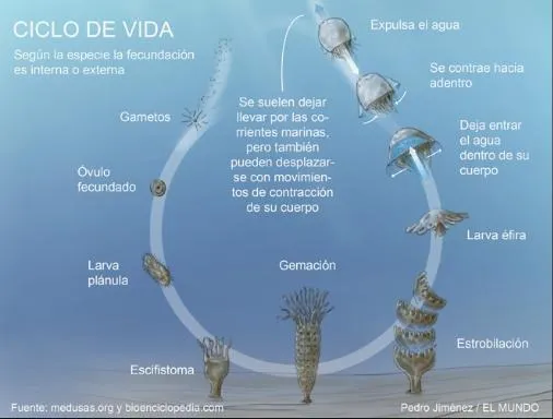 Ciclo de vida de las medusas