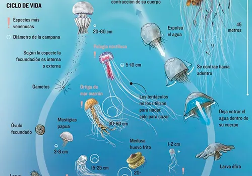 Medusas