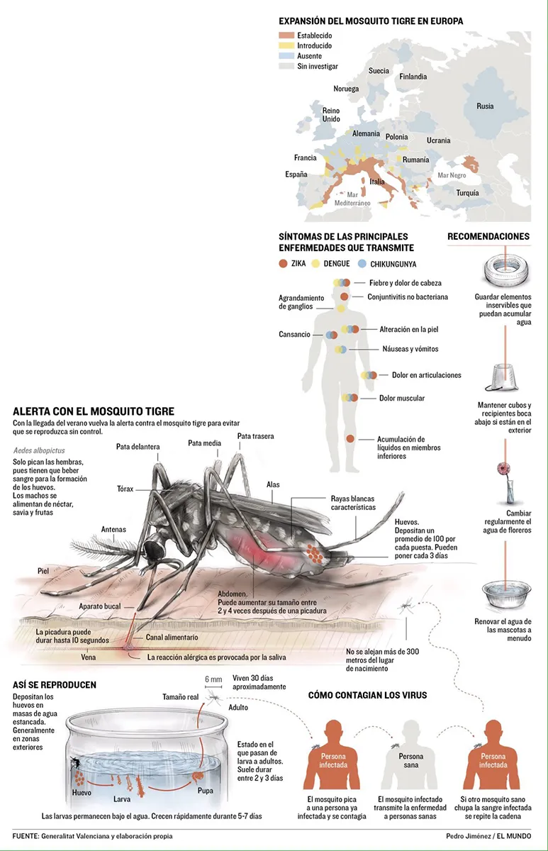 Mosquito tigre