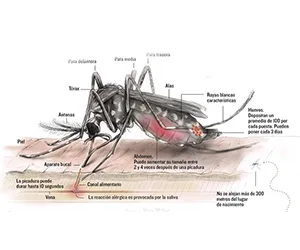 Mosquito tigre