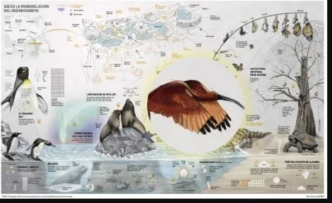 Detalle de las nuevas especies y hábitats del Oceanogràfic