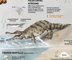 Especies del Oceanográfic de Valencia